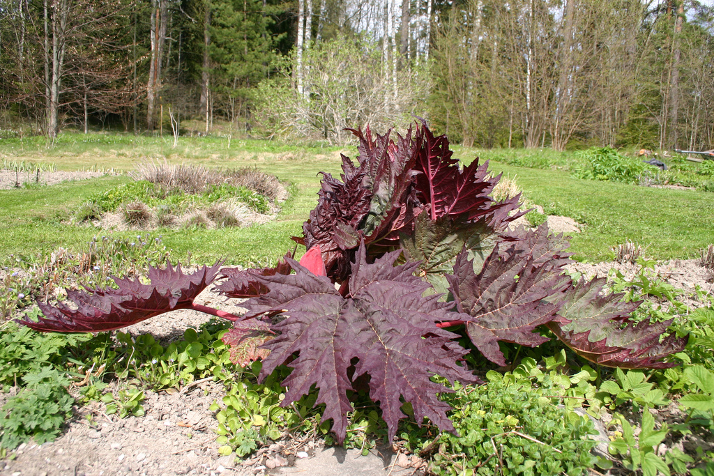 Rheum palmatum L. - kínai rebarbara